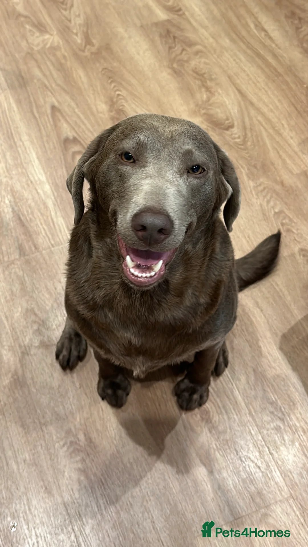 Labrador Retriever dogs for sale: KC Registered Labrador Retriever Puppies - Advert 6