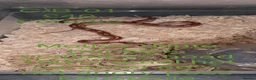 Corn Snake reptiles for sale: Baby corn snakes  - Advert 8
