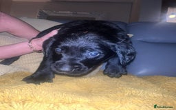 Goldador dogs for sale: GOLDADOR PUPPIES - Image 11