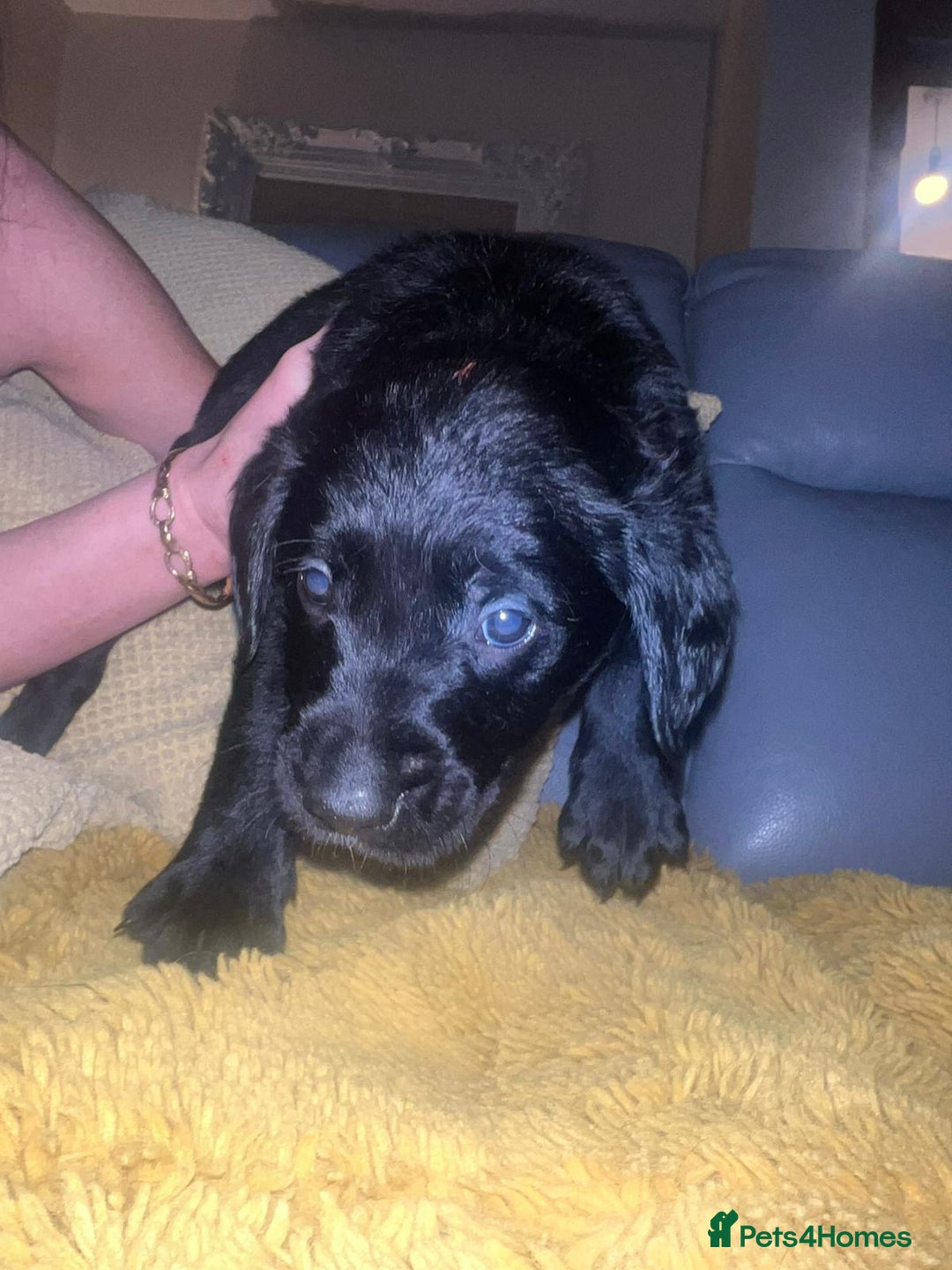 Goldador dogs for sale: GOLDADOR PUPPIES - Image 11