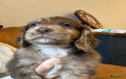 Cocker Spaniel dogs for sale: Cracking Cocker Spaniels  - Image 7