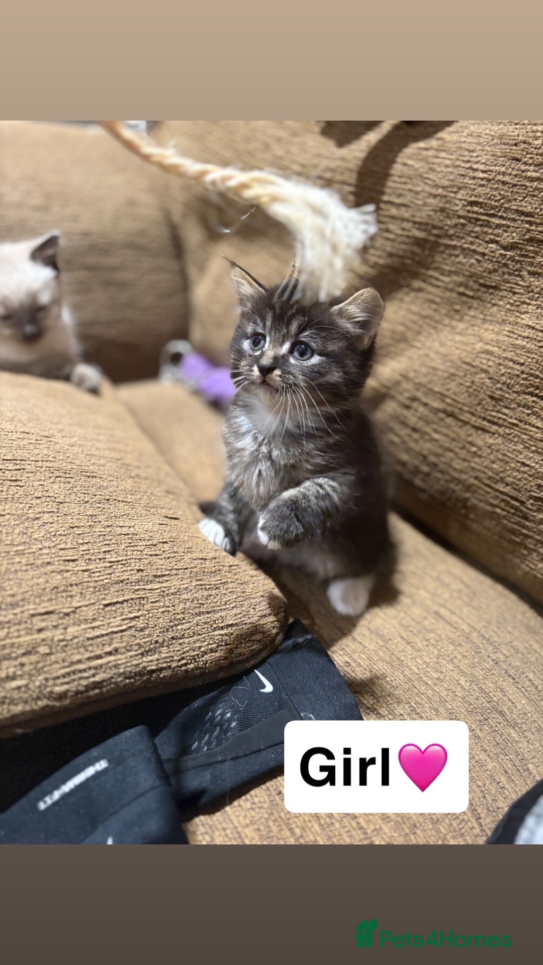 Mixed Breed cats for sale: Kittens for sale  - Advert 20