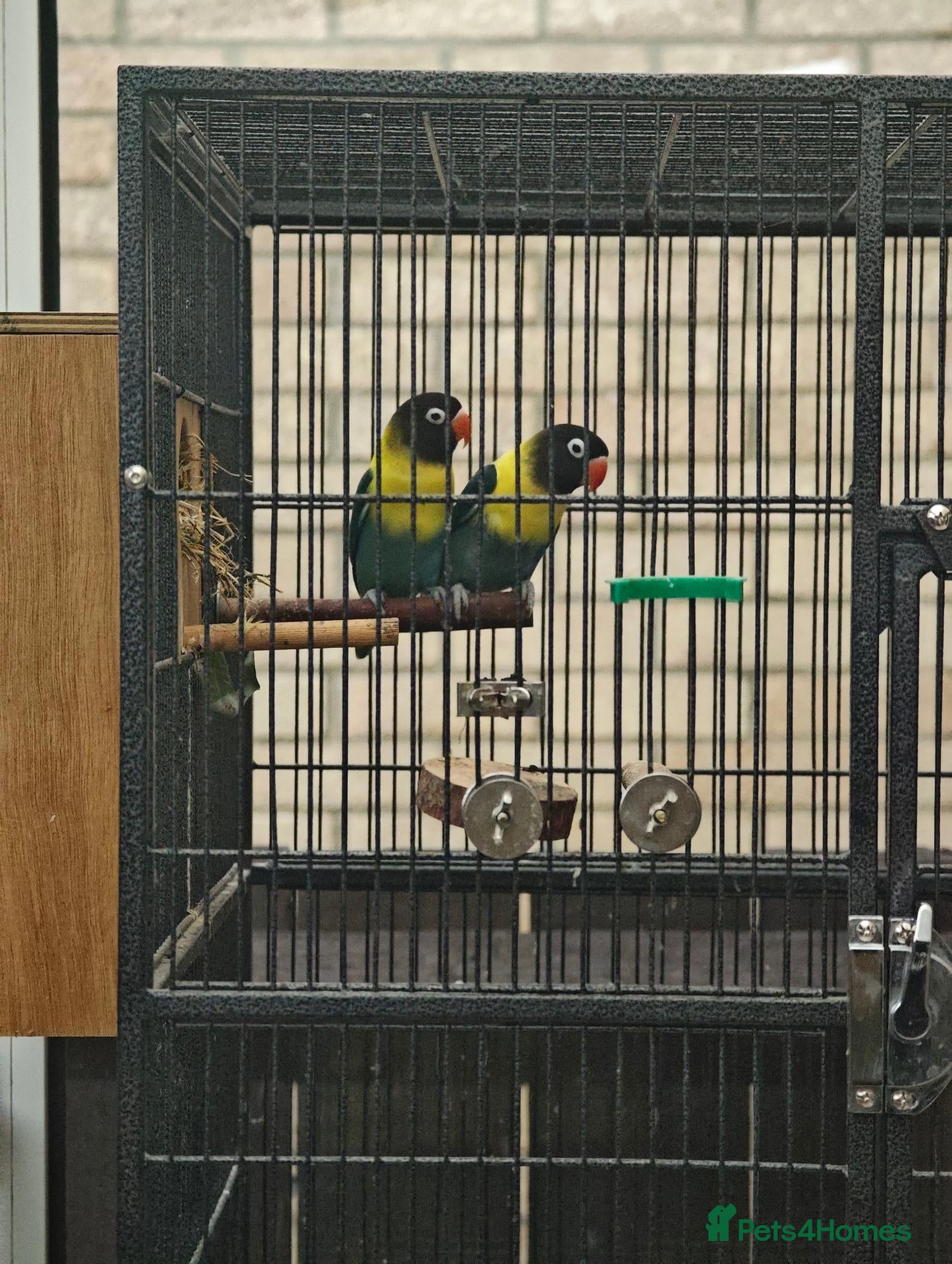 Lovebirds birds Breeding pair of lovebirds with DNA - Advert 1