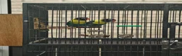 Lovebirds birds for sale: Breeding pair of lovebirds with DNA in Bury Saint Edmunds - Advert 1