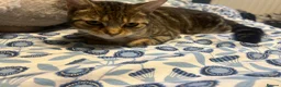 European cats for sale: 10 month old kitten in Manchester - Advert 2