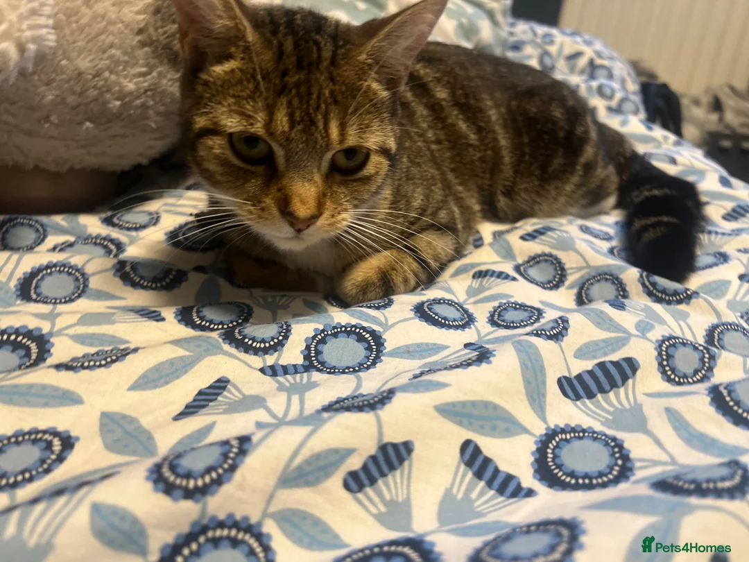 European cats for sale: 10 month old kitten in Manchester - Advert 2