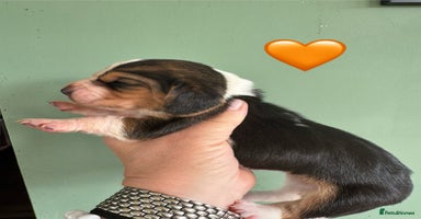 Basset Hound dogs - Advert 3