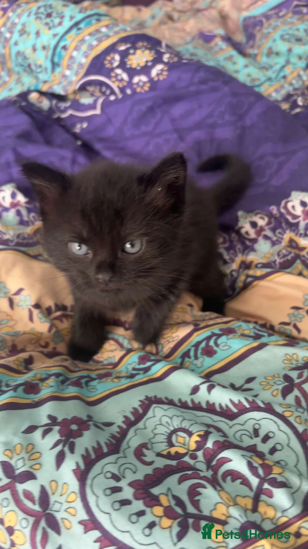 Mixed Breed cats for sale: Mixed - Advert 2