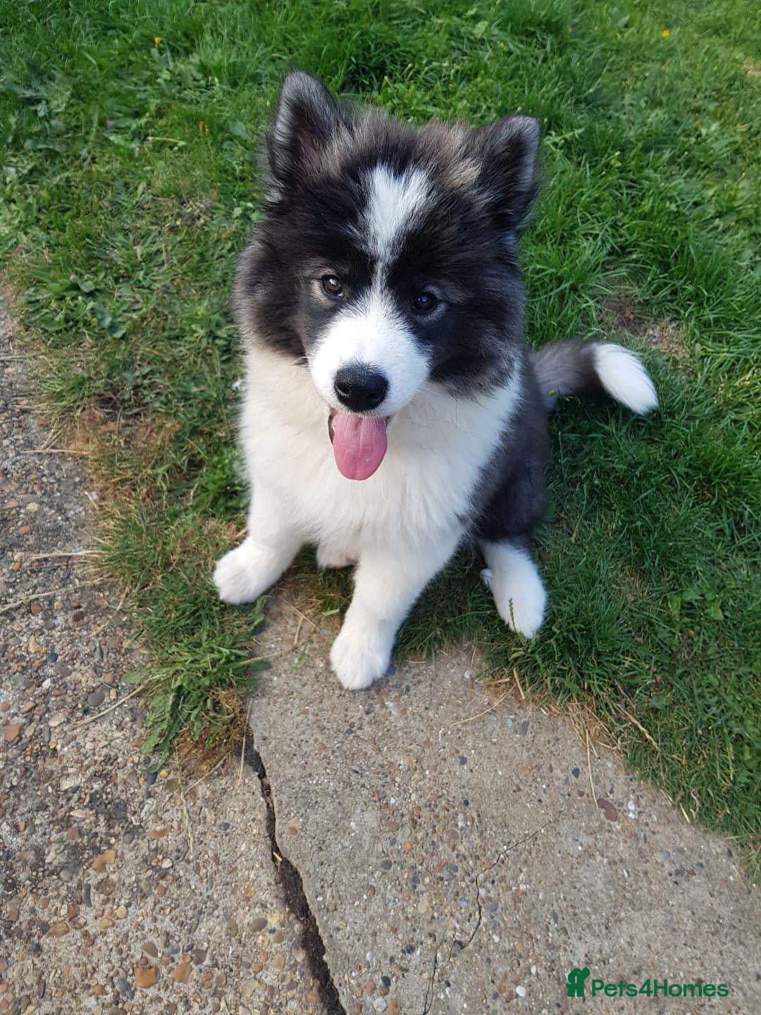 Mixed Breed dogs Beautiful Samoyed/Siberian Husky puppies💞 - Advert 1