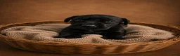 Labrador Retriever dogs for sale: Exceptional Labrador Retriever puppies - Advert 12
