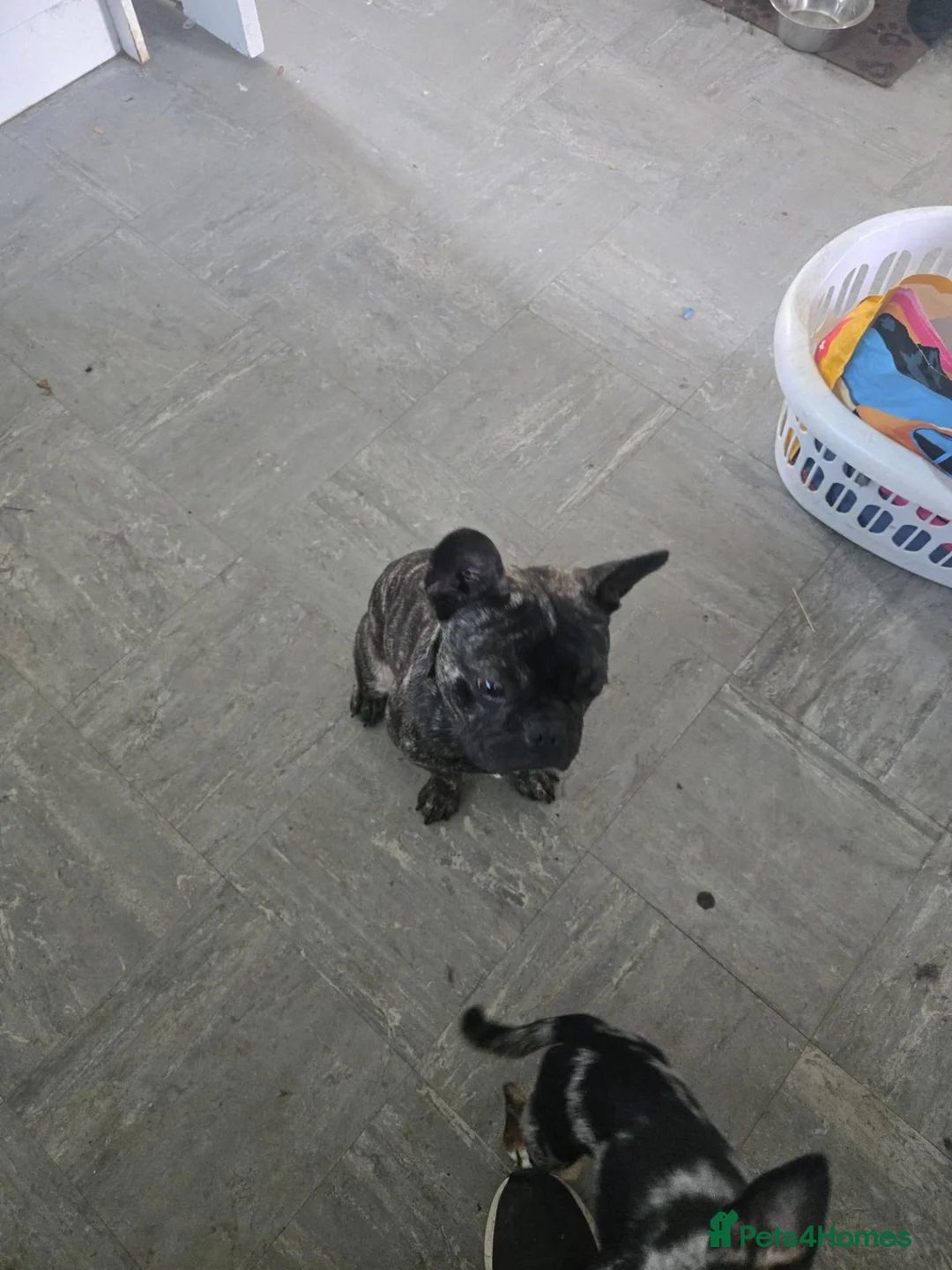 French Bulldog dogs for sale: French bulldog  - Advert 2
