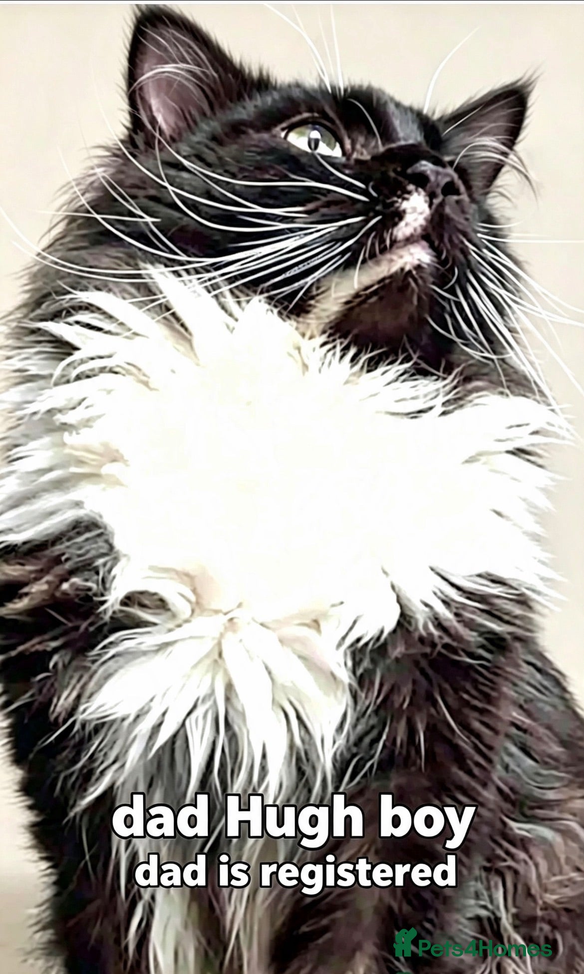 Maine Coon cats Mainecoon babies ready now rare chocolate brown - Advert 5