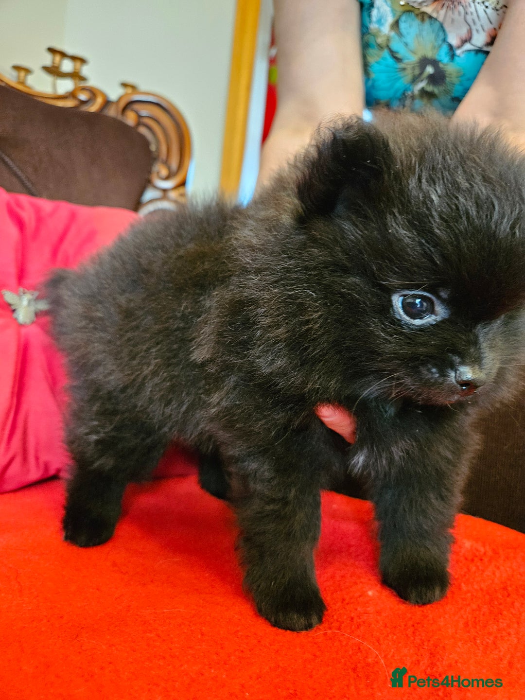 Pomeranian dogs for sale: 3 beautiful black pomeranian boys for sale  - Image 20