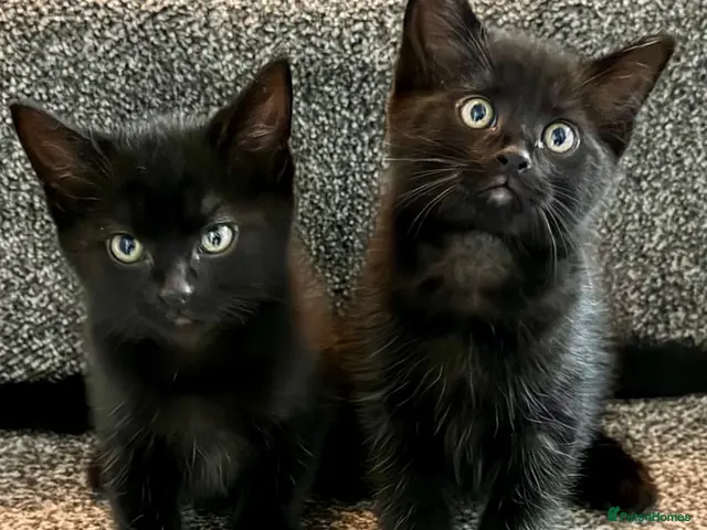 Mixed Breed cats for sale: Kittens - Advert 1