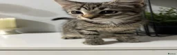 Mixed Breed cats for sale: Kitten female tabby - Advert 4