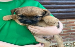 Border Terrier dogs for sale: Pure border terrier puppies  - Advert 18