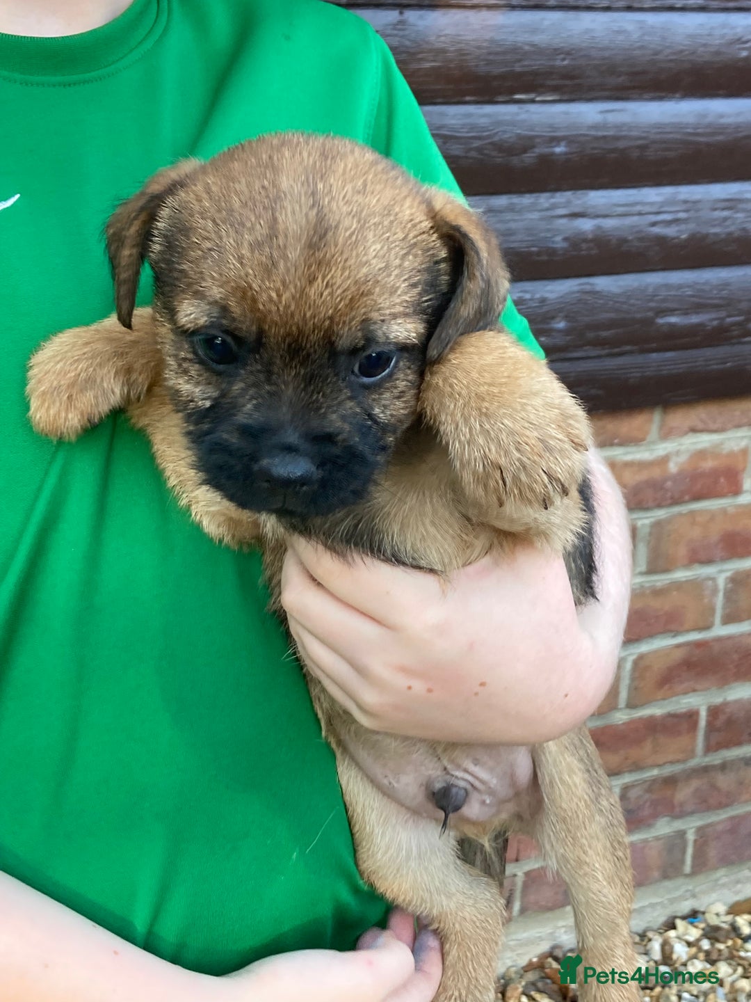 Border Terrier dogs for sale: Pure border terrier puppies  - Advert 18