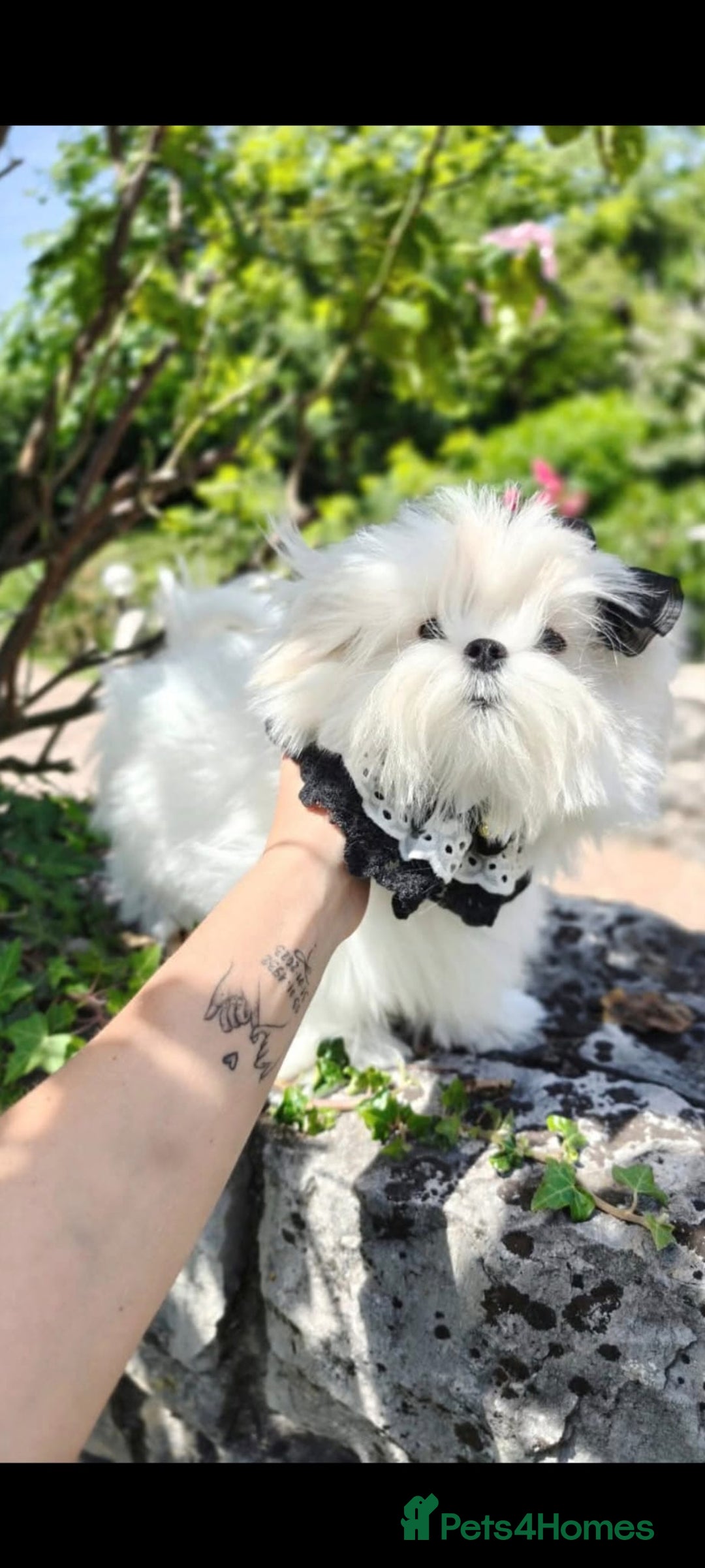 Maltese dogs for stud: Korean maltese stud - Advert 1