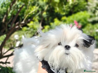 Maltese dogs Korean maltese stud - Advert 16