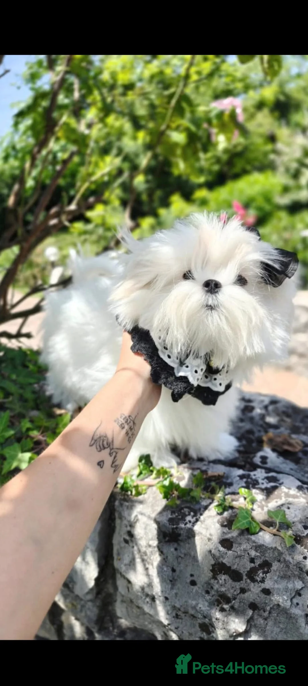 Maltese dogs for stud: Korean maltese stud - Advert 2