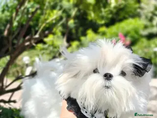 Maltese dogs Korean maltese stud - Advert 15