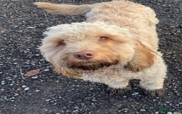 Cockapoo dogs for sale: Reluctant sale of 4 year old cockapoo girl - Image 1