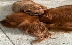 Cavapoo dogs for sale: Stunning premium F1 Cavapoo babies 🥰 - Image 35