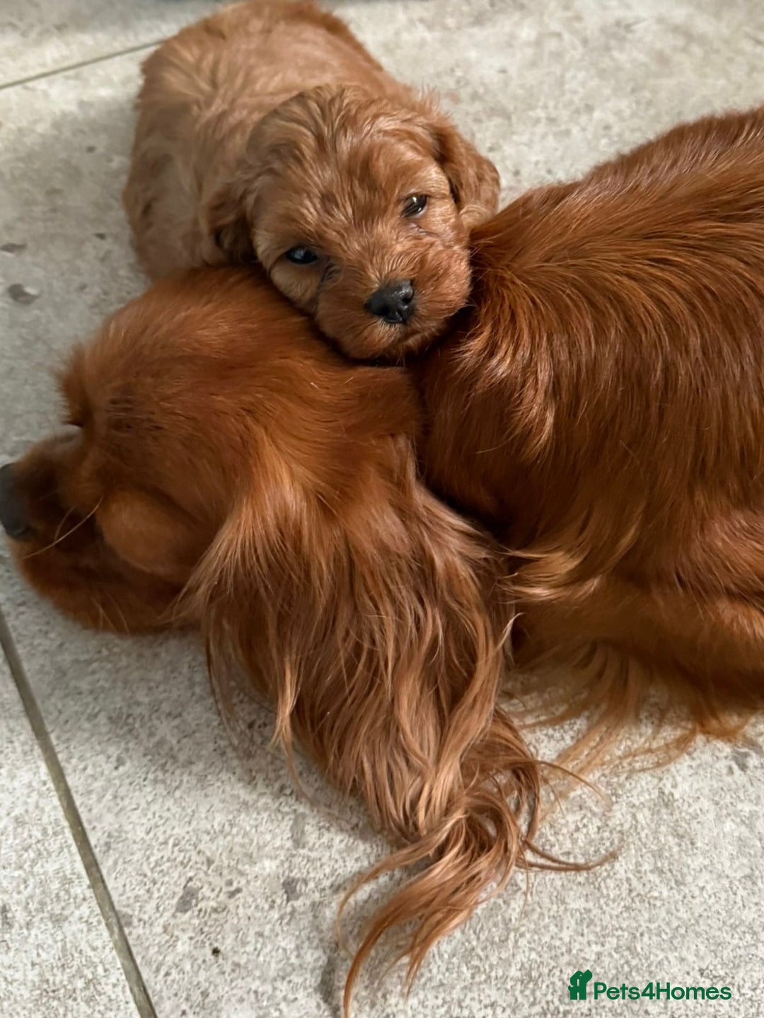 Cavapoo dogs for sale: Stunning premium F1 Cavapoo babies 🥰 - Image 35