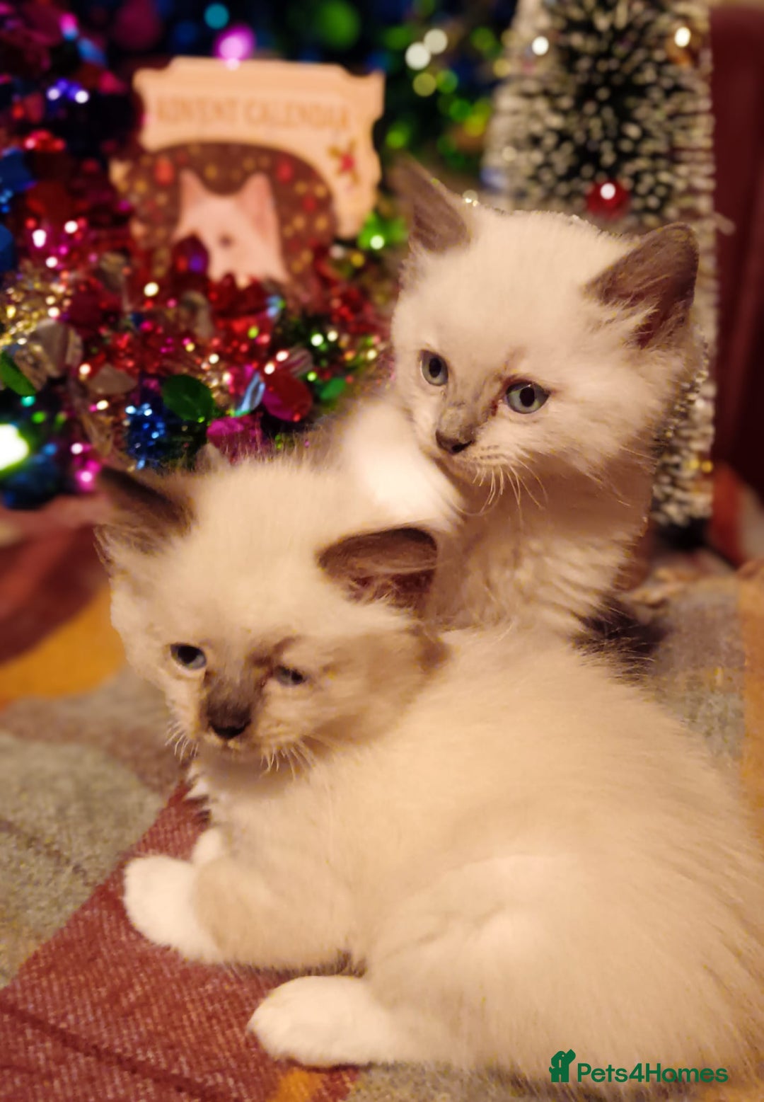 Ragdoll cats for sale: Ready 23rd Dec Ragdoll Kittens - Advert 4