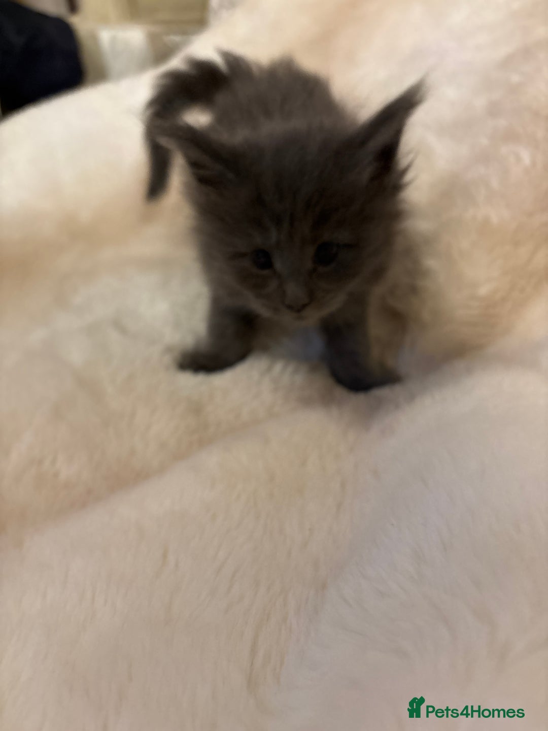 Maine Coon cats for sale: Maine coon kittens - Advert 6