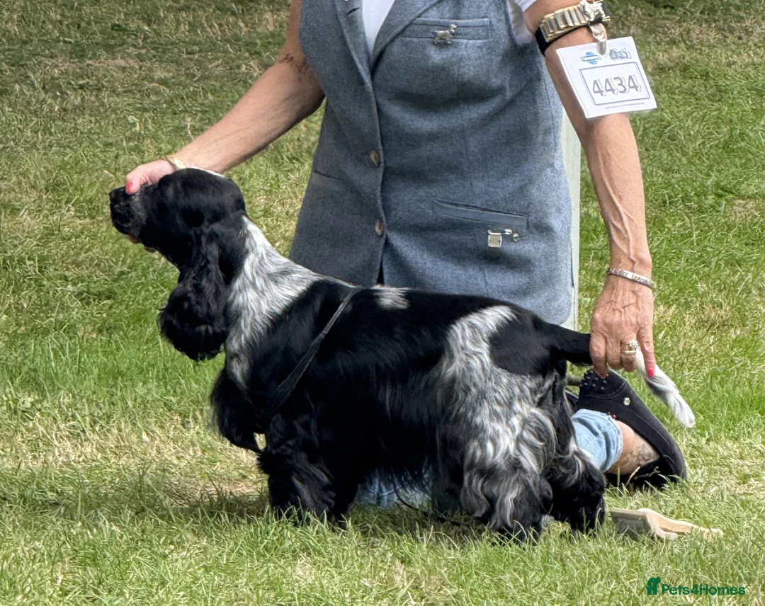 Cocker Spaniel dogs for sale: Exceptional Blue Roan Cocker Spaniel Puppies - Advert 8