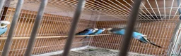 Budgerigars birds for sale: Stunning budgies - Advert 4