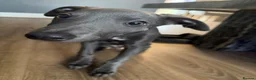 Whippet dogs for sale: Blue whippet pup - Advert 2