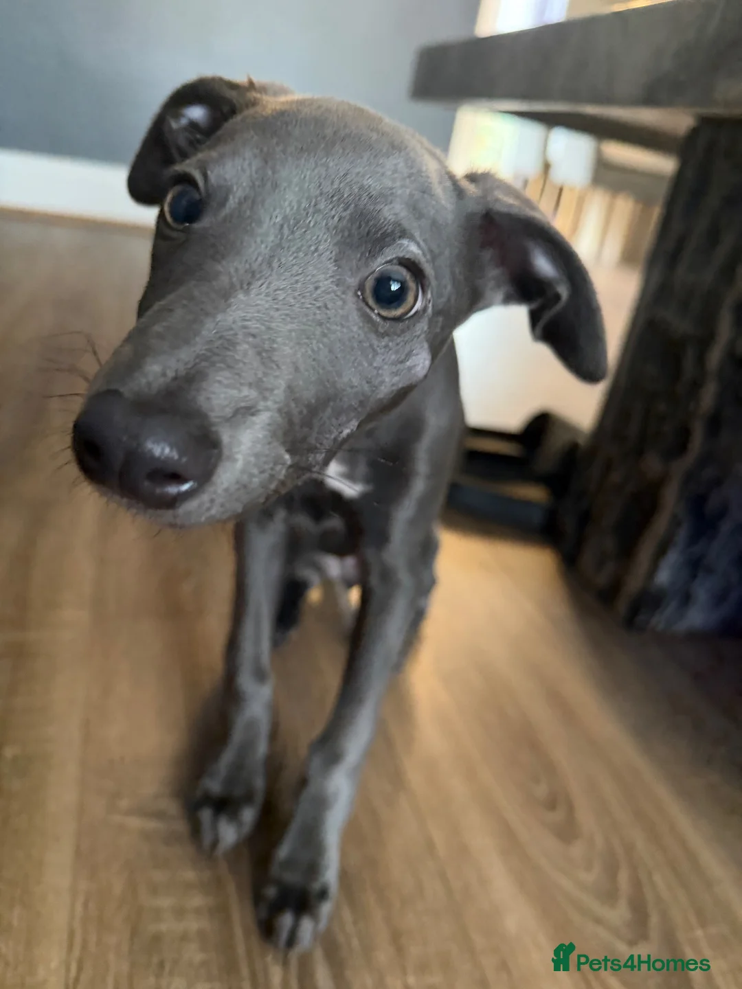 Whippet dogs for sale: Blue whippet pup - Advert 2