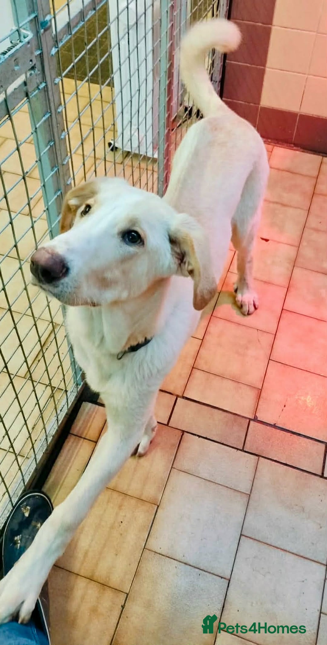 Mixed Breed dogs for adoption: Courageous Kansas  - Advert 8