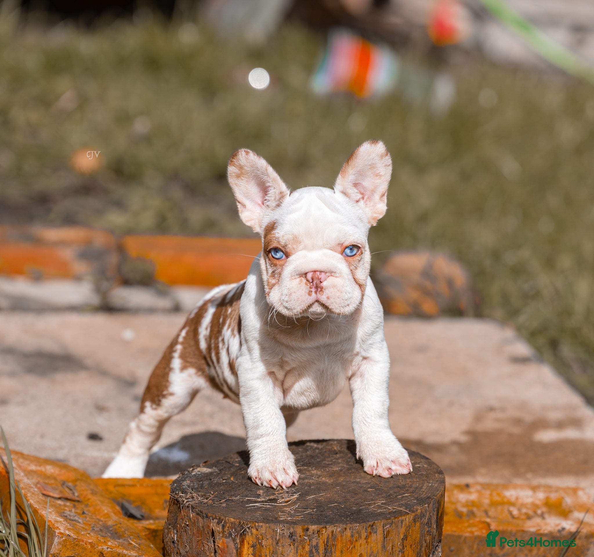 French Bulldog dogs QUALITY!! HEALTH CLEAR!! FRENCH BULLDOG PUPS!  - Advert 1