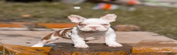 French Bulldog dogs for sale: QUALITY!! HEALTH CLEAR!! FRENCH BULLDOG PUPS!  in Durham - Advert 1