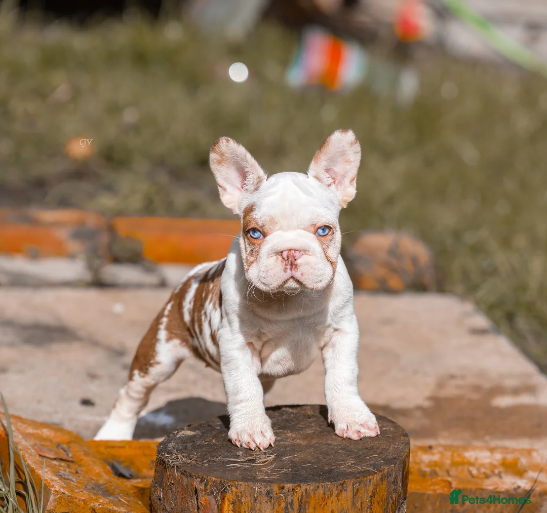 French Bulldog dogs for sale: QUALITY!! HEALTH CLEAR!! FRENCH BULLDOG PUPS!  in Durham - Advert 1