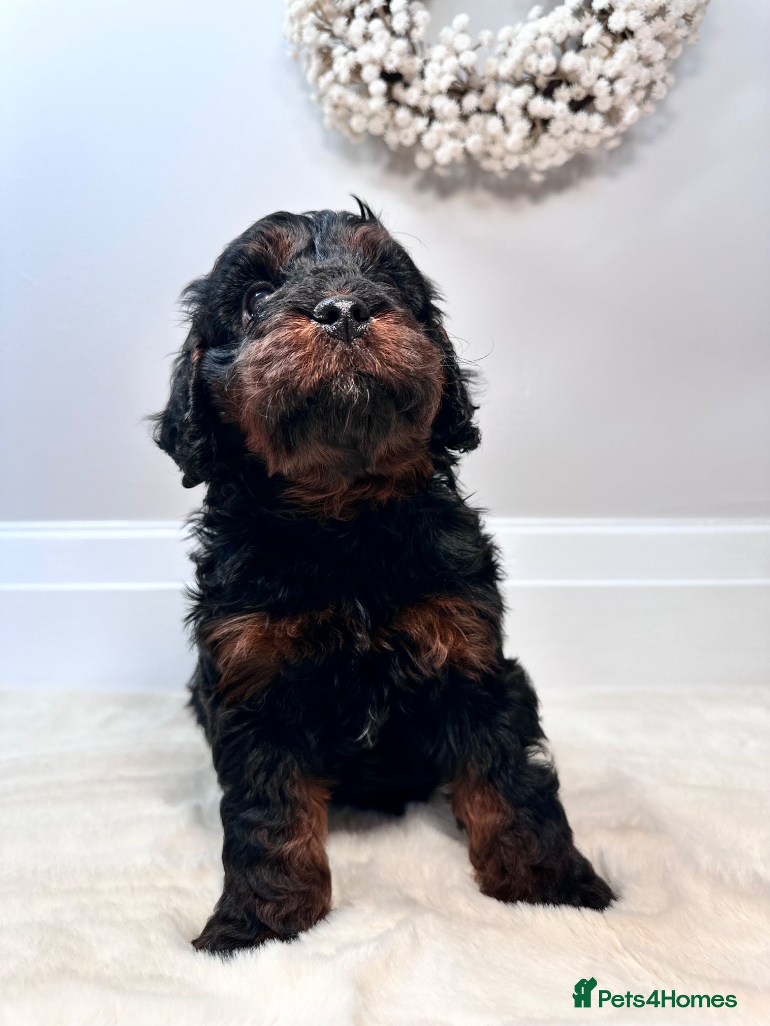 Cavapoo dogs Adorable Cavapoo puppies. Health tested Parent.  - Advert 1