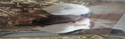 Rat rodents for sale: Beautiful full size and dwarf rats  - Advert 14