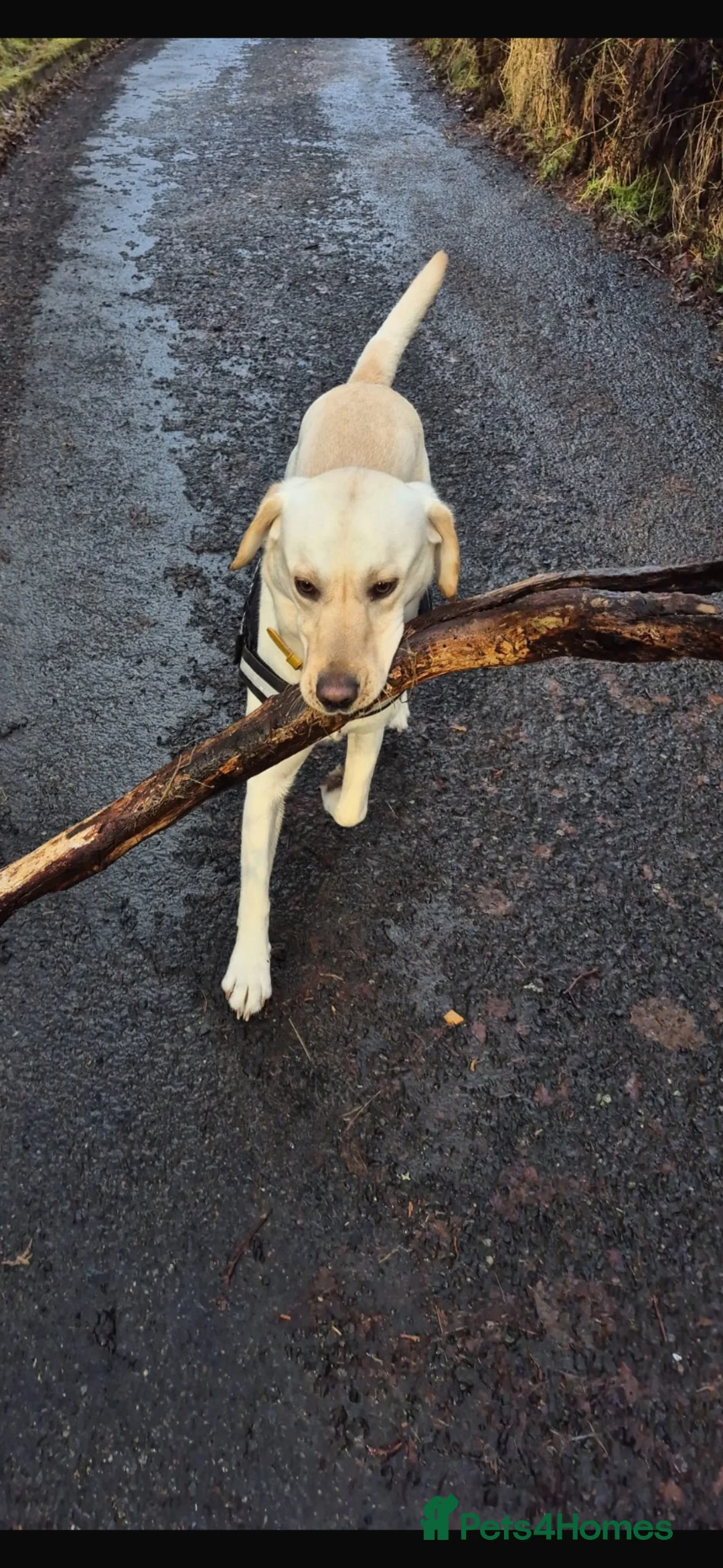 Labrador Retriever dogs for sale: X1 female Labrador puppy for sale in Stirling - Advert 11
