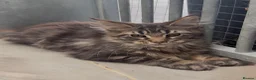 Maine Coon cats for sale: XL black,black smoke,tabby maine coon kittens  - Advert 8