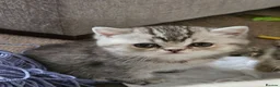 British Shorthair cats for sale: Beautiful GCCF Registered Kittens For Sale - Advert 8