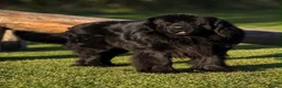 Newfoundland dogs for sale: Champion bloodlines due 22nd October  - Advert 2