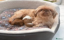 Shih Tzu dogs for sale: Doll face shih tzu tri colour puppy’s  - Image 15