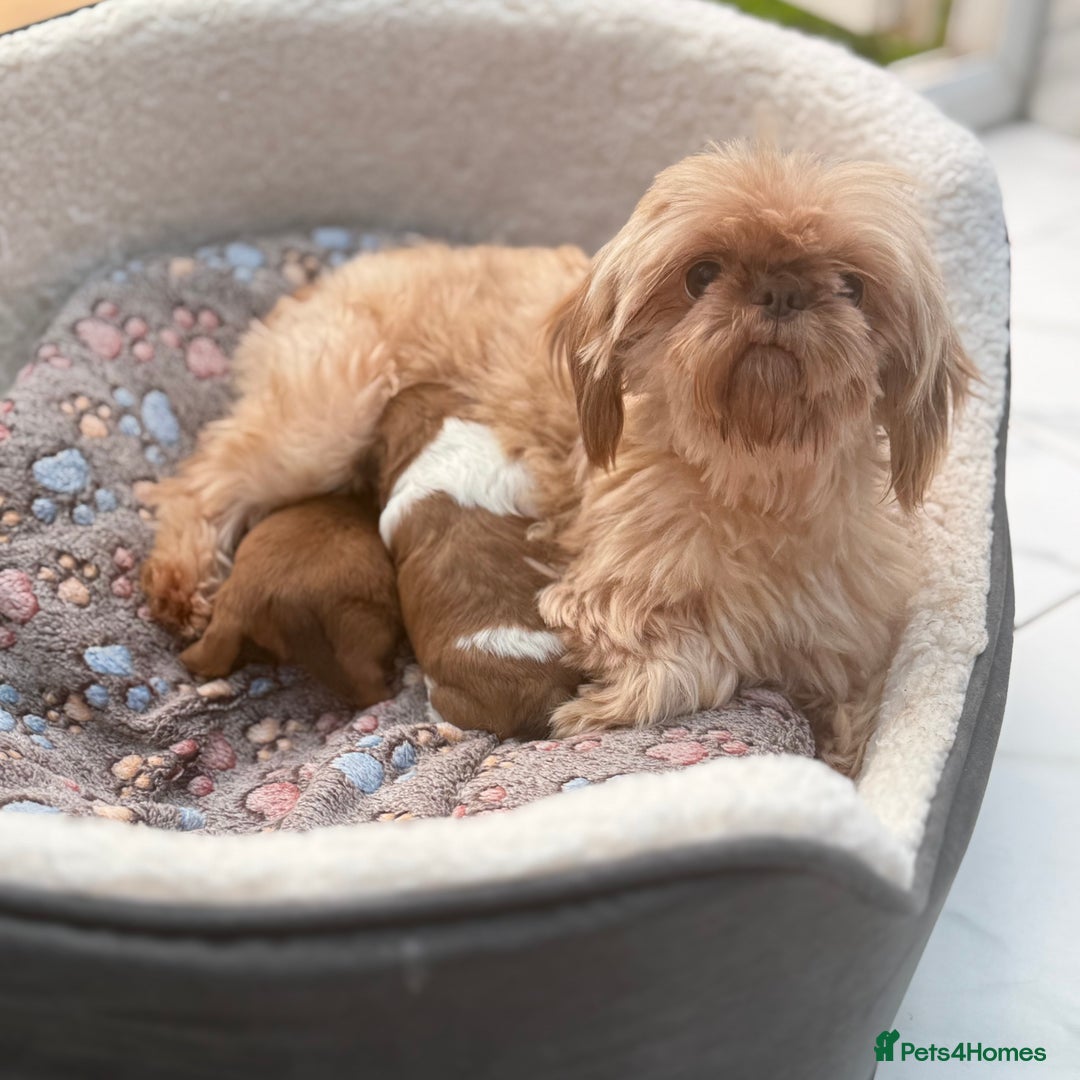 Shih Tzu dogs for sale: Doll face shih tzu tri colour puppy’s  - Image 15