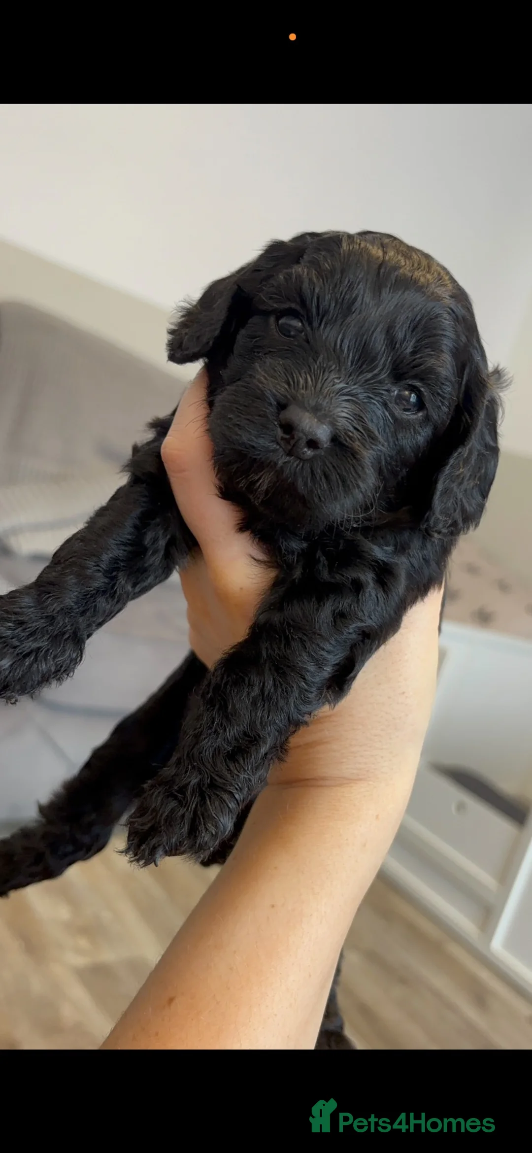 Cockapoo dogs for sale: Beautiful cockapoo puppies  in Cardiff - Advert 2