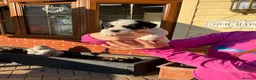 Mixed Breed dogs for sale: Jack russell in Maldon - Advert 3