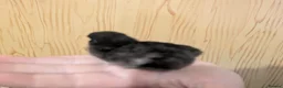 Chickens poultry for sale: Unsexed Chicks - Advert 6
