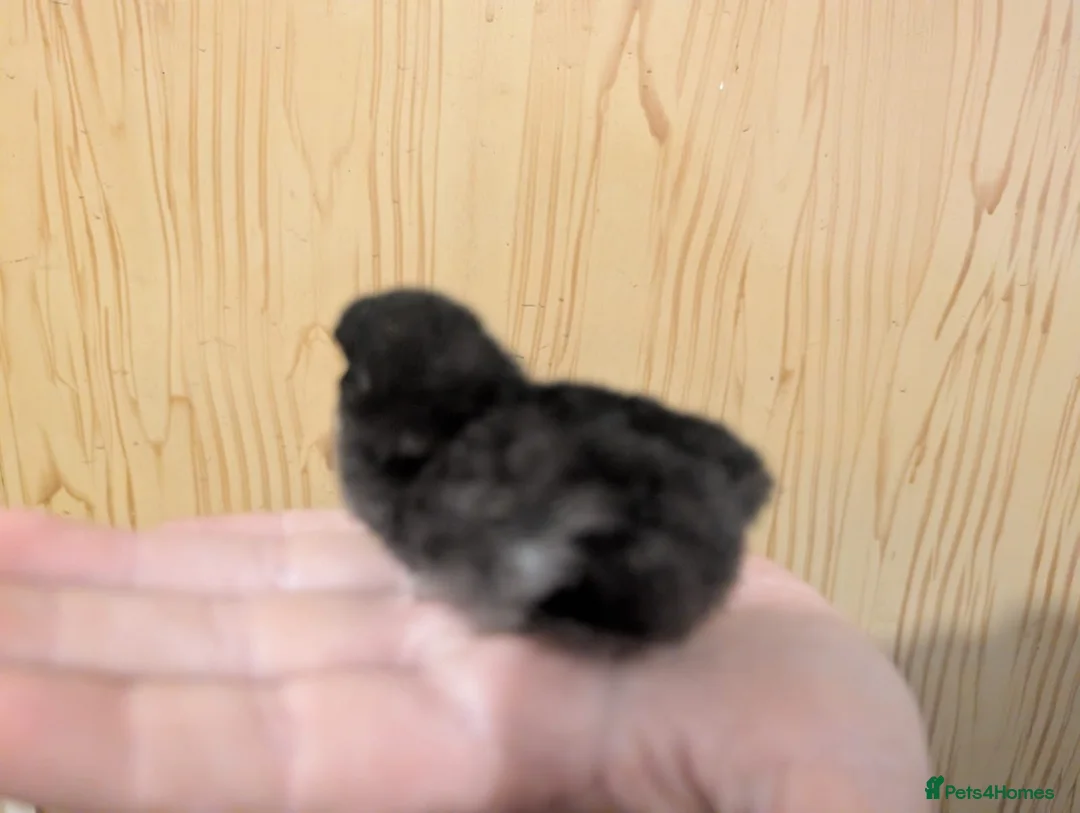 Chickens poultry for sale: Unsexed Chicks - Advert 6